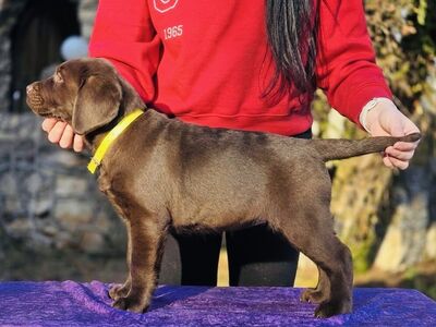 Labrador retriiver