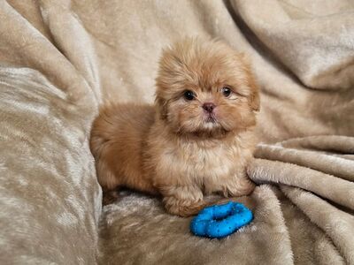 Shih Tzu