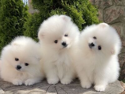 Pomeranian