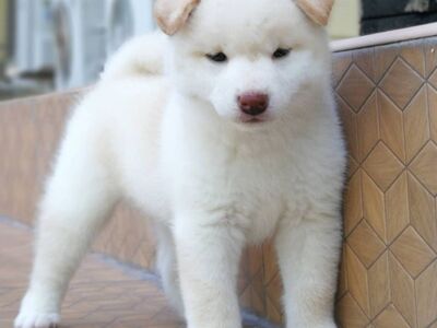 Jaapani shiba inu