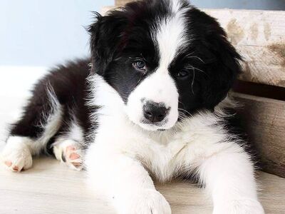 Bordercollie kutsikad
