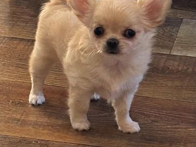 Chihuahua kutsikad