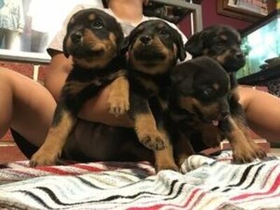 Precious Rottweiler puppies