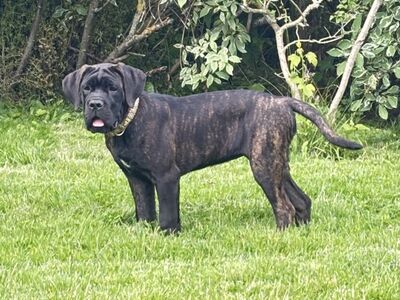 Cane Corso