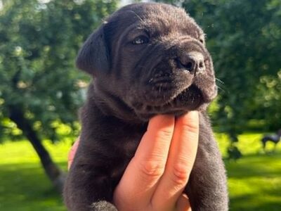 Cane Corso kutsikad