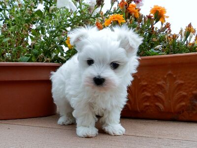 Щенки мальтийского ретривера