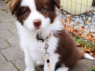 Bordercollie kutsikad