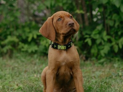 Ungari lühikarvalise linnukoera kutsikad (vizsla)