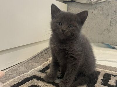 Russian blue kittens available