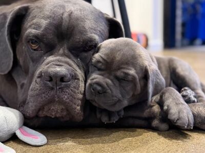 Cane Corso kutsikad