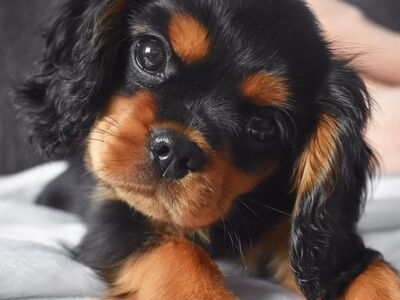 Cavalier King Charlesi spanjeli kutsikad