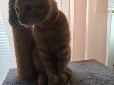 Kiisu