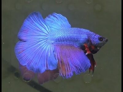 Isane  betta