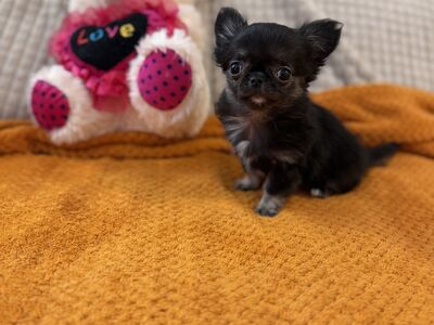 Chihuahua kutsikas