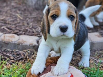 Müügil õnnelikud ja terved beagle'i kutsikad.