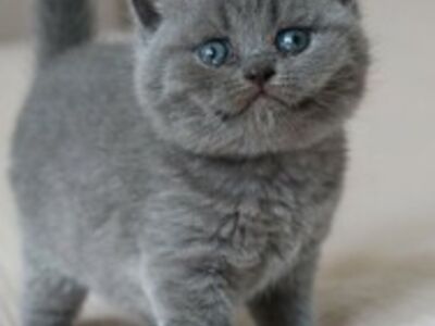 Британский короткошерстный котенок готов