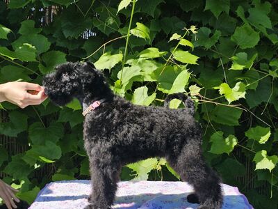 Kerry Blue Terrier