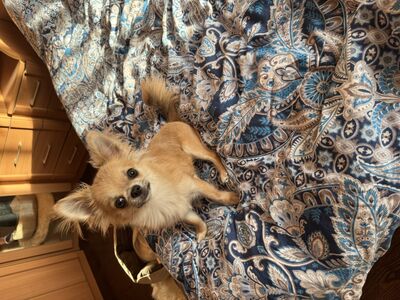 Chihuahua