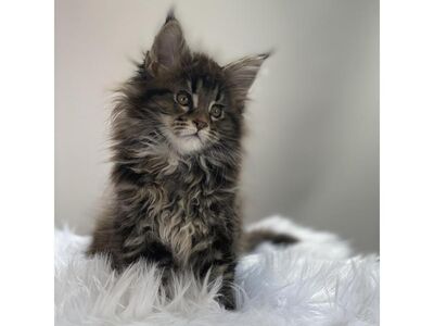 Maine Coon Kittens