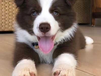 Bordercollie kutsikad