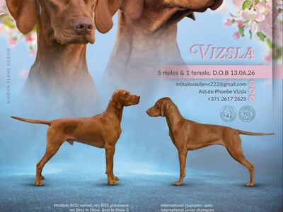 ungari vizsla