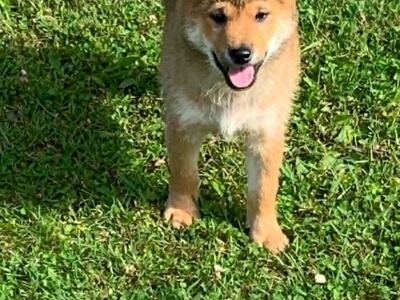 Shiba inu