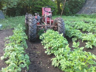 Ühe kartulivao laiune traktor + frees, vaoajajad