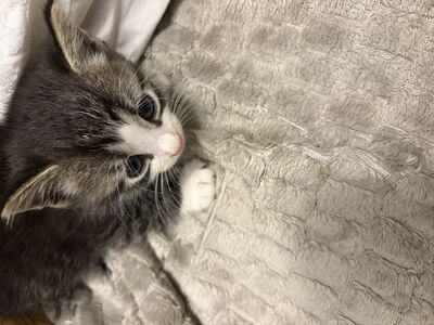 Котенок
