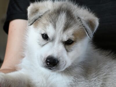 Siberi husky kutsikad EKL/FCI tõutunnistusega