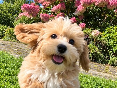 Maltipoo isane kutsikas