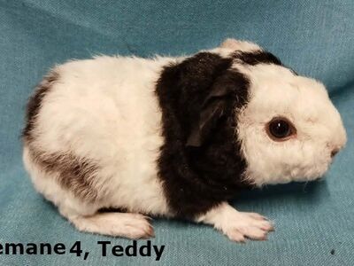 Tõu merisead - Teddy emased