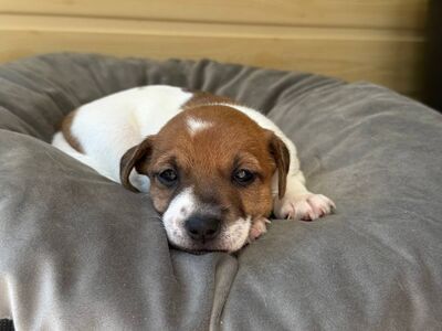 Jack Russelli tüdruk, Riia