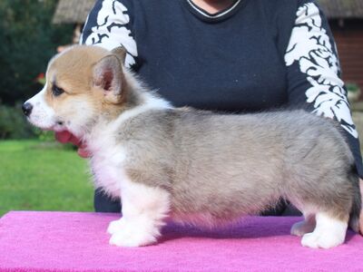 Welsh corgi pembroke kutsikad