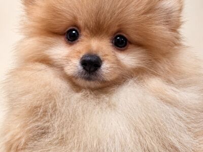 POMERANIAN SPITS