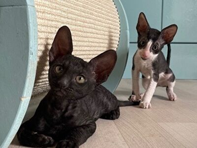 CORNISH REX KITTENS