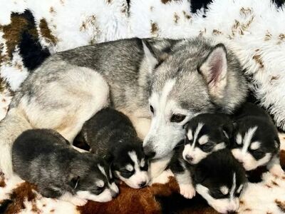 Pomsky