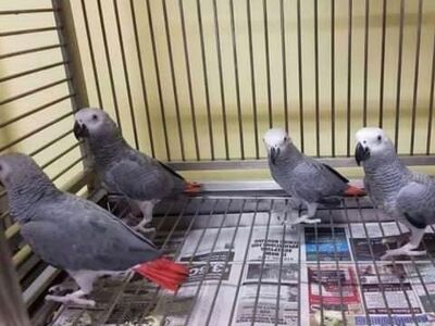 Говорящие и поющие африканские серые попугаи