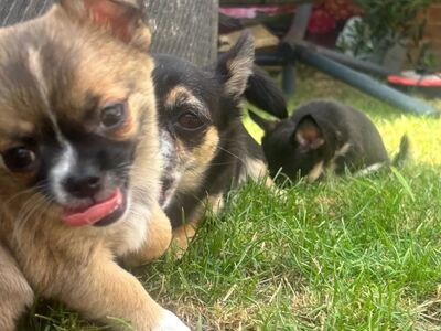 Ilus chihuahua tüdruk – Willow
