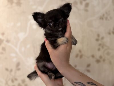 Chihuahua kutsikad