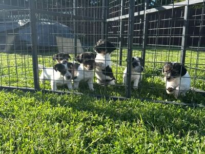 Two Jackrussell Terriers boy and girl