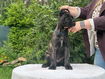 Cane Corso kutsikad