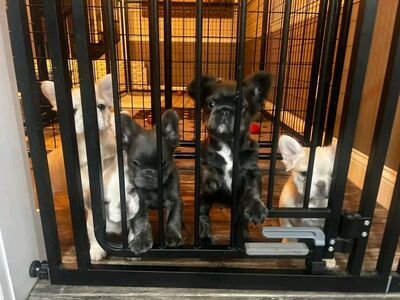 Fluffy frenchies