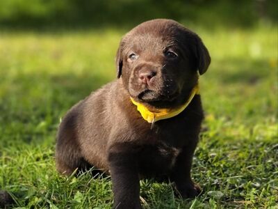 Labradori retriiveri kutsikad FCI