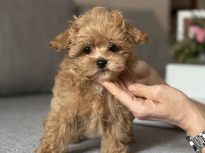 Registreeritud Maltipoo kutsikad otsivad uut kodu.