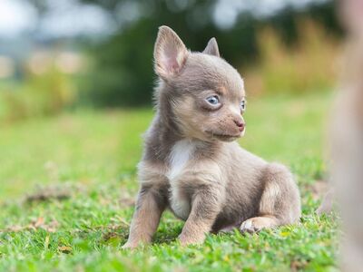 Chihuahua kutsikad