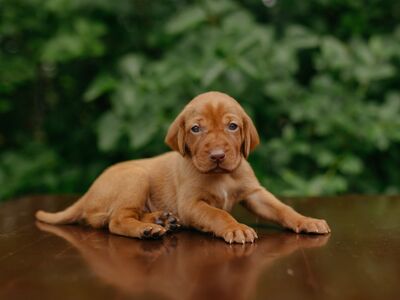 Vizsla / Ungari lühikarvalise linnukoera kutsikad