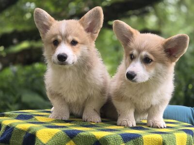 Welsh Corgi Pembroke