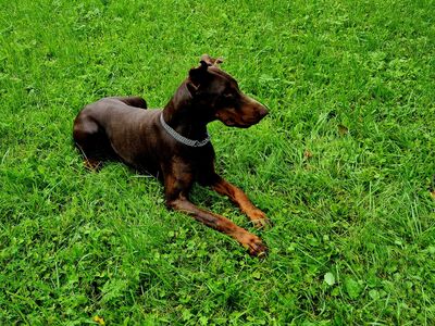 Dobermann