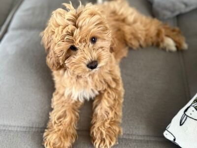 Cavapoo kutsikas
