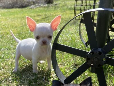Chihuahua